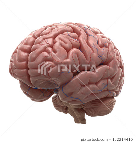 CG Brain CG Brain 132214410
