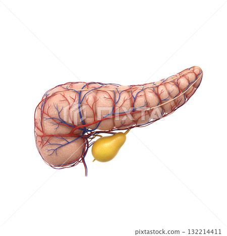 CG pancreas CG pancreas 132214411