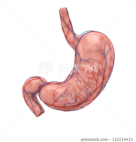 CG胃 CG胃 132214413