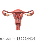 CG uterus 132214414