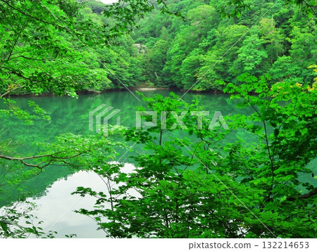 Aomori Juniko Lake in summer: Dead trees at Keitoba Pond surrounded by fresh greenery Aomori Juniko Lake in summer: Dead trees at Keitoba Pond surrounded by fresh greenery 132214653