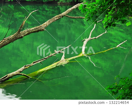 Aomori Juniko Lake in summer: Dead trees at Keitoba Pond surrounded by fresh greenery 132214654