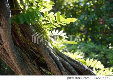 沐浴在陽光下的紫藤 沐浴在陽光下的紫藤 132214669