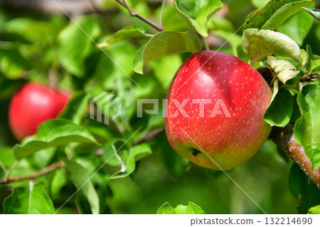 染成紅色的信州蘋果 132214690