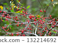 鮮紅色的漿果 鮮紅色的漿果 132214692
