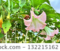 粉紅色曼陀羅花 132215162