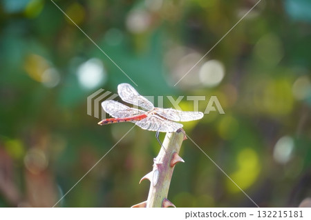 一隻紅蜻蜓停在玫瑰枝上 一隻紅蜻蜓停在玫瑰枝上 132215181