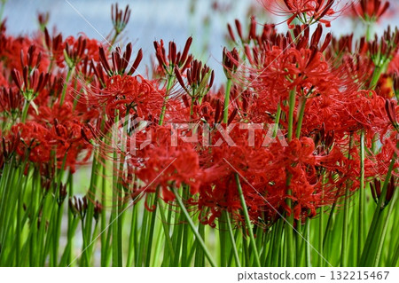 Cluster amaryllis beginning to bloom from buds Cluster amaryllis beginning to bloom from buds 132215467