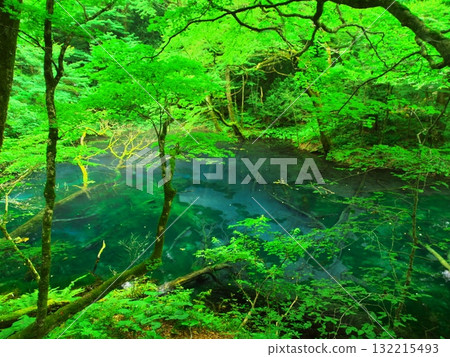 夏日的青森十二湖:被新綠包圍的深坪池 夏日的青森十二湖:被新綠包圍的深坪池 132215493