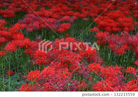 A fantastic cluster of red spider lilies 132215559