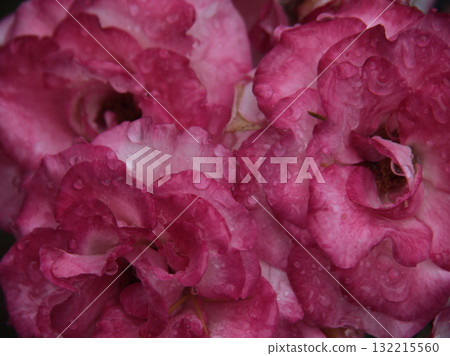 "Rose 21" is a beautiful pink rose that bloomed in the heavy rain of June. 132215560