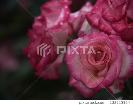 "Rose 21" is a beautiful pink rose that bloomed in the heavy rain of June. "Rose 21" is a beautiful pink rose that bloomed in the heavy rain of June. 132215564