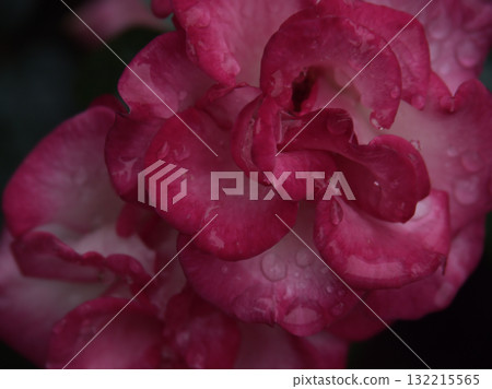 「玫瑰21」是一朵美麗的粉紅玫瑰，在六月的大雨中綻放。 132215565