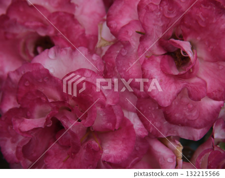 「玫瑰21」是一朵美麗的粉紅玫瑰，在六月的大雨中綻放。 132215566