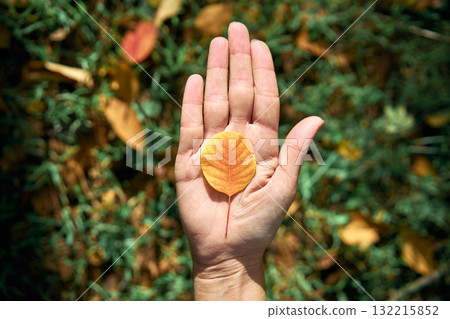 Autumn leaf in man hand on sunny day. Beauty nature Autumn leaf in man hand on sunny day. Beauty nature 132215852