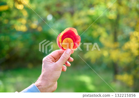 Colorful autumn leaves in hand on sunny day. Beauty nature Colorful autumn leaves in hand on sunny day. Beauty nature 132215856