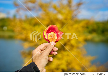 Colorful autumn leaves in hand on sunny day. Beauty nature Colorful autumn leaves in hand on sunny day. Beauty nature 132215857