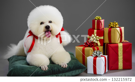 White Bichon Frise dog in red bow lying near gift boxes on grey background. White Bichon Frise dog in red bow lying near gift boxes on grey background. 132215972