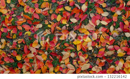 Colorful fallen leaves background material 132216142