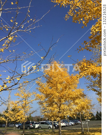 銀杏樹在公園裡 銀杏樹在公園裡 132216328