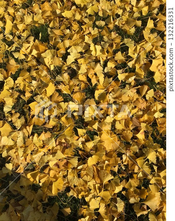 落葉 落葉 132216331