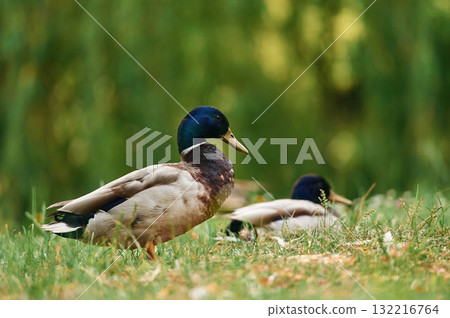 Focused view, together. Mallard ducks resting on grass in sunny park setting 132216764