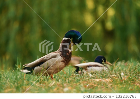 Focused view, together. Mallard ducks resting on grass in sunny park setting 132216765