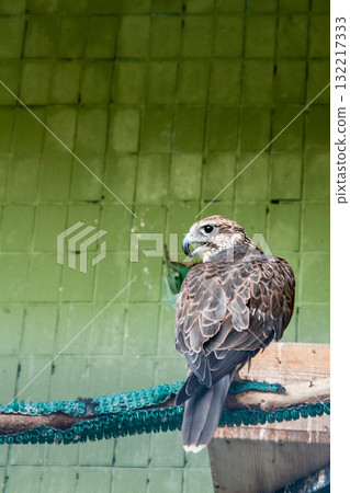 An eagle and a falcon sit on a close-up branch An eagle and a falcon sit on a close-up branch 132217333