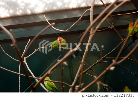 Couple in love close friends parrots sit on a close-up branch Couple in love close friends parrots sit on a close-up branch 132217335
