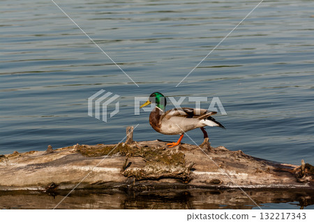 Drake sit on a log Drake sit on a log 132217343
