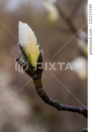 Macro of a beautiful bud of magnolia Macro of a beautiful bud of magnolia 132217344