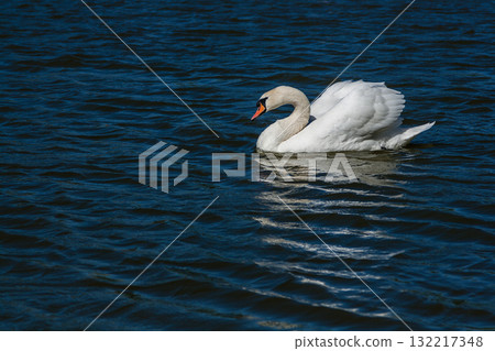 Beautiful swan floats on the lake 132217348