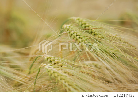 Focused view. Close-up of a barley field with golden stalks swaying in wind 132217433