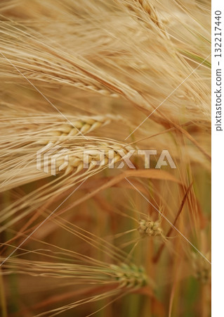 Close-up of a barley field with golden stalks swaying in wind 132217440