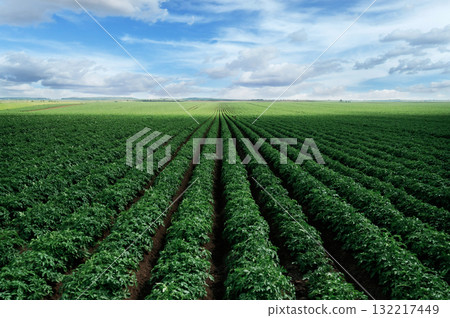 Vibrant green agricultural field under blue sky with clouds 132217449