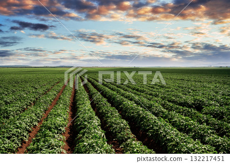 Vast agricultural field with rows of crops at sunset 132217451