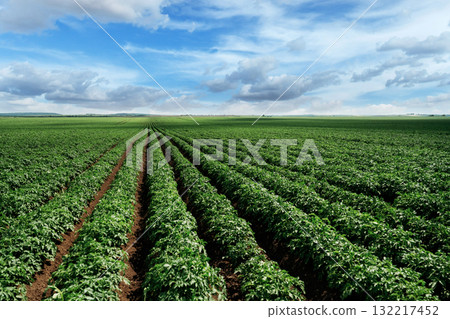 Expansive green farmland under a bright blue sky with clouds Expansive green farmland under a bright blue sky with clouds 132217452