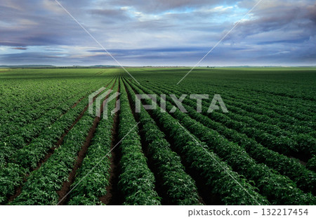 Expansive green farmland under a bright blue sky with clouds 132217454
