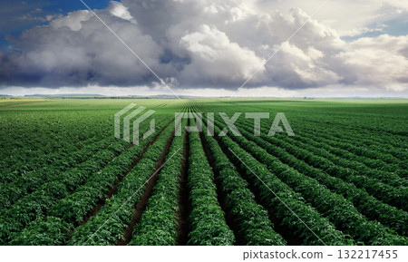 Landscape of expansive green field under dramatic cloudy skies 132217455