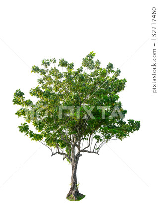 Tree PNG File Trees isolated on white background, tropical trees isolated used for design, advertising and architecture Tree PNG File Trees isolated on white background, tropical trees isolated used for design, advertising and architecture 132217460
