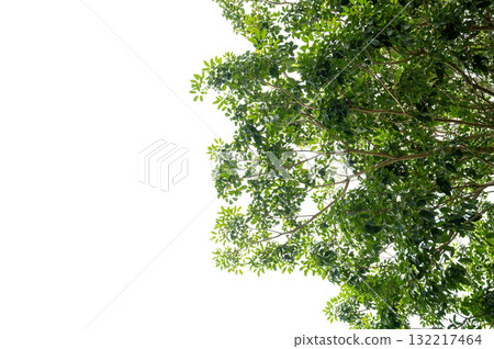 Green Tree Branch Canopy with Fresh Leaves Transparent PNG for Nature and Eco Design 132217464