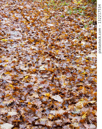 Carpet of fallen leaves 132217534