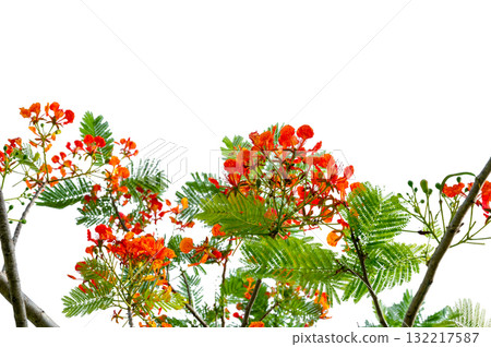 PNG of Royal Poinciana Flower Branch Red Blossoms and Green Leaves on Transparent Background. Royal Poinciana Branch with Red Blossoms and Green Leaves PNG of Royal Poinciana Flower Branch Red Blossoms and Green Leaves on Transparent Background. Royal Poinciana Branch with Red Blossoms and Green Leaves 132217587