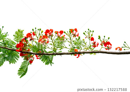 PNG of Royal Poinciana Flower Branch Red Blossoms and Green Leaves on Transparent Background. Royal Poinciana Branch with Red Blossoms and Green Leaves 132217588