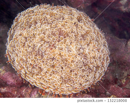 Dangerous trumpet sea urchin 132218008