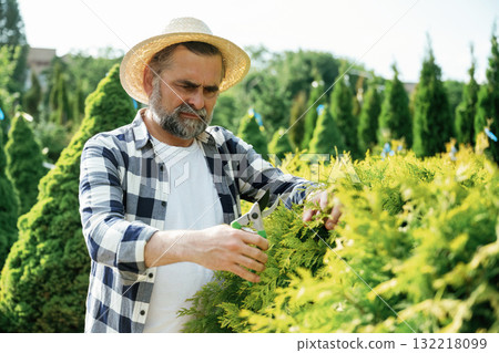Taking care of bush by using scissors. Senior gardener is at work at daytime Taking care of bush by using scissors. Senior gardener is at work at daytime 132218099