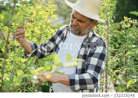 In straw hat. Using scissors to cut the plant. Senior gardener is at work at daytime In straw hat. Using scissors to cut the plant. Senior gardener is at work at daytime 132218148