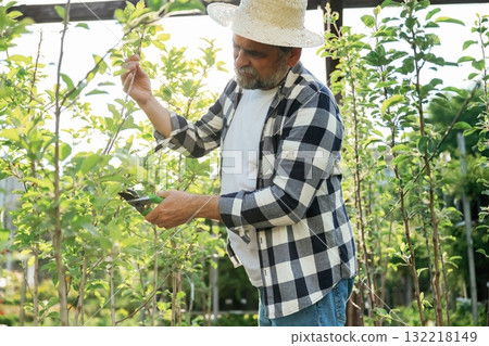 In straw hat. Using scissors to cut the plant. Senior gardener is at work at daytime In straw hat. Using scissors to cut the plant. Senior gardener is at work at daytime 132218149