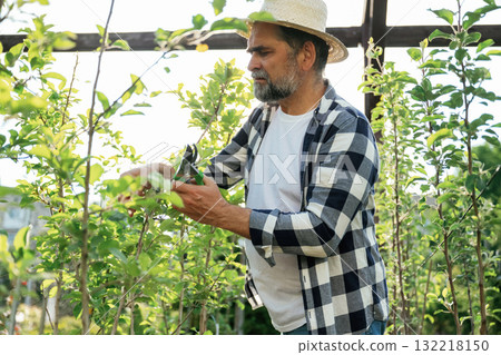 In straw hat. Using scissors to cut the plant. Senior gardener is at work at daytime 132218150