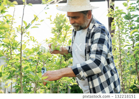 In straw hat. Using scissors to cut the plant. Senior gardener is at work at daytime 132218151